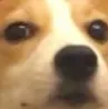 D2S_CorgiJudgement