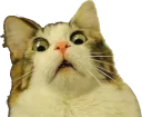 ShockedCat