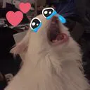 cat_weep cat_weep