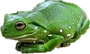 frog frog
