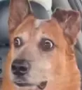 whatdidhesay whatdidhesay