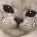 catcry catcry
