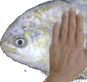 :fishpat: