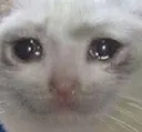 KC_catcri