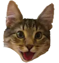 wao wao