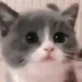cute