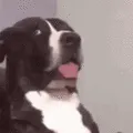 DoggoHolUp DoggoHolUp