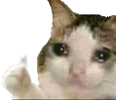 sad_cat_thumbs