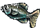 eu4_fish Discord emoji