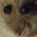 wot