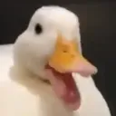 duckChamp