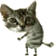 bnf_kitty_dance bnf_kitty_dance