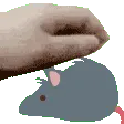 rats