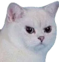 AngyCatte