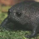 z_frogsad Discord Emoji