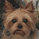 crazydog Discord emoji