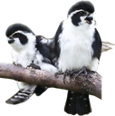 pandabirb