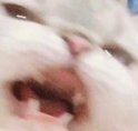blurcat Discord emoji