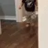 nopekid