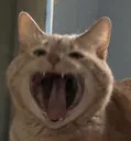 yawncat