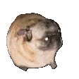 dancingpug
