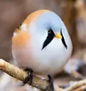 borb