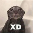 mr_xd Discord emoji