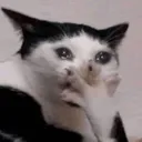 gasp_cat Discord Emoji