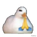 praying_duck_E