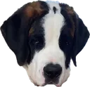 scout