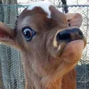 madcow