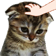 sadcatpat Discord Emoji