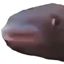 brufish Discord emoji