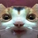 o_