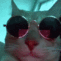 7952catvibe