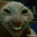 CatGrin CatGrin
