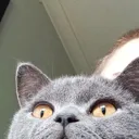 ham ham