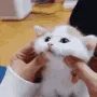 7_