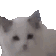 catdance Discord emoji
