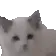 catdance