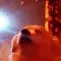 DogVibe2