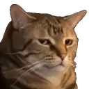 disgustedCat disgustedCat