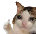 catcry Discord Emoji