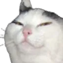 smugcat