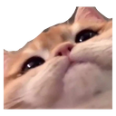 NA_CatPeek Discord emoji
