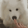 assort_boop Discord emoji