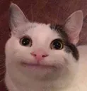 straightfacecat