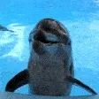 dolphinlaugh dolphinlaugh
