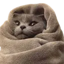 cat_chill