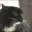 polishcat